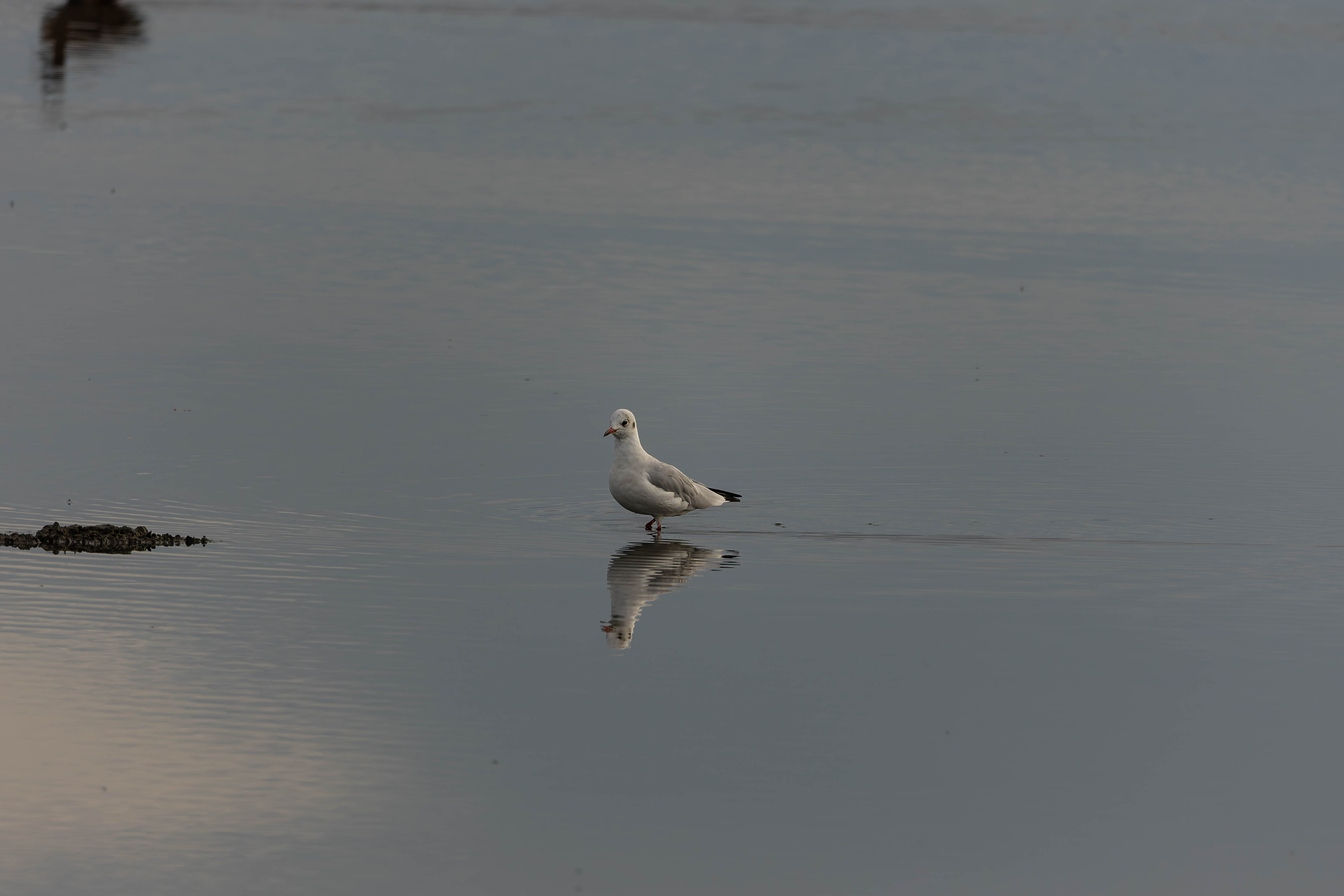 Mouette rieuse