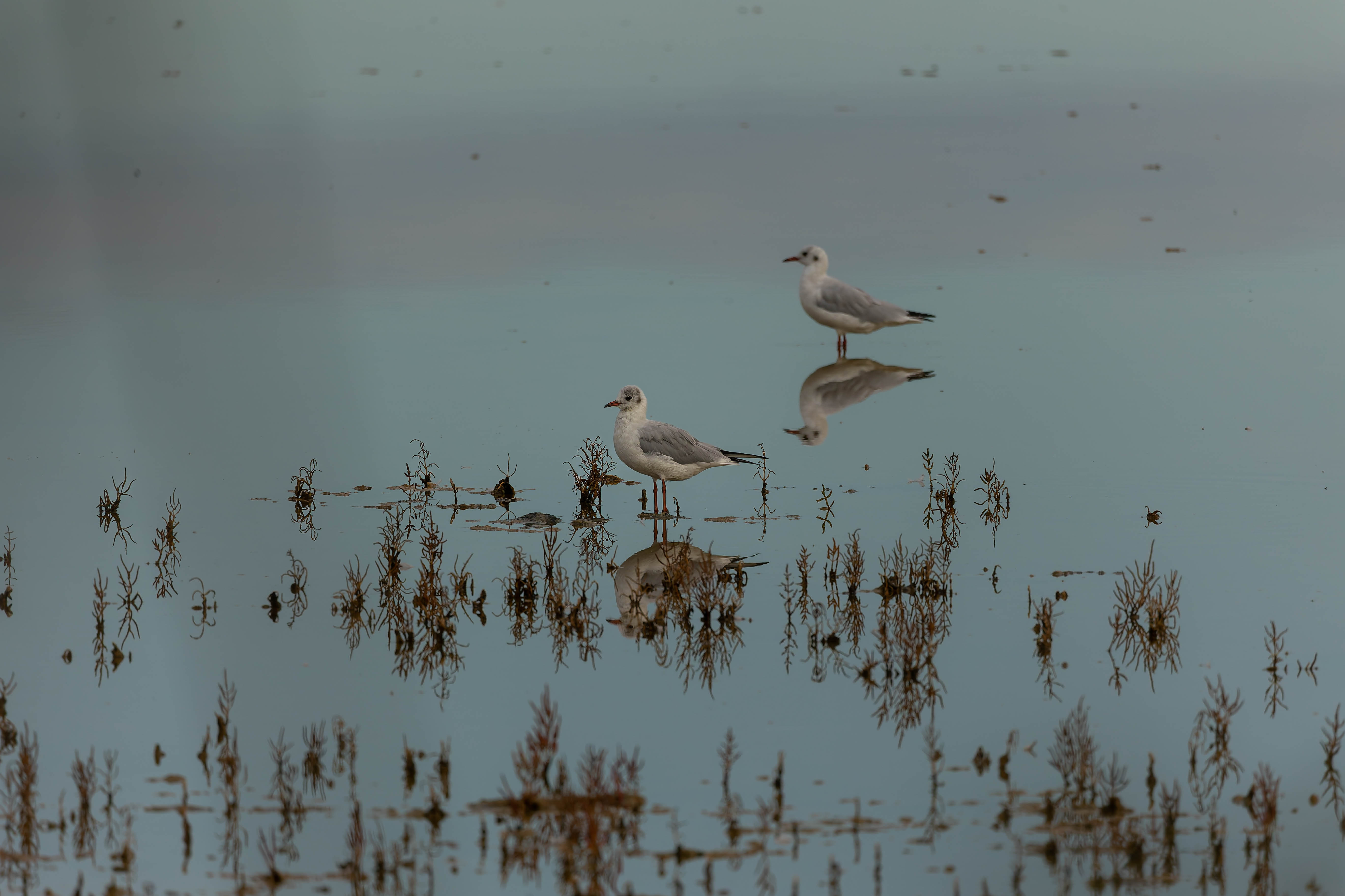 Mouette rieuse