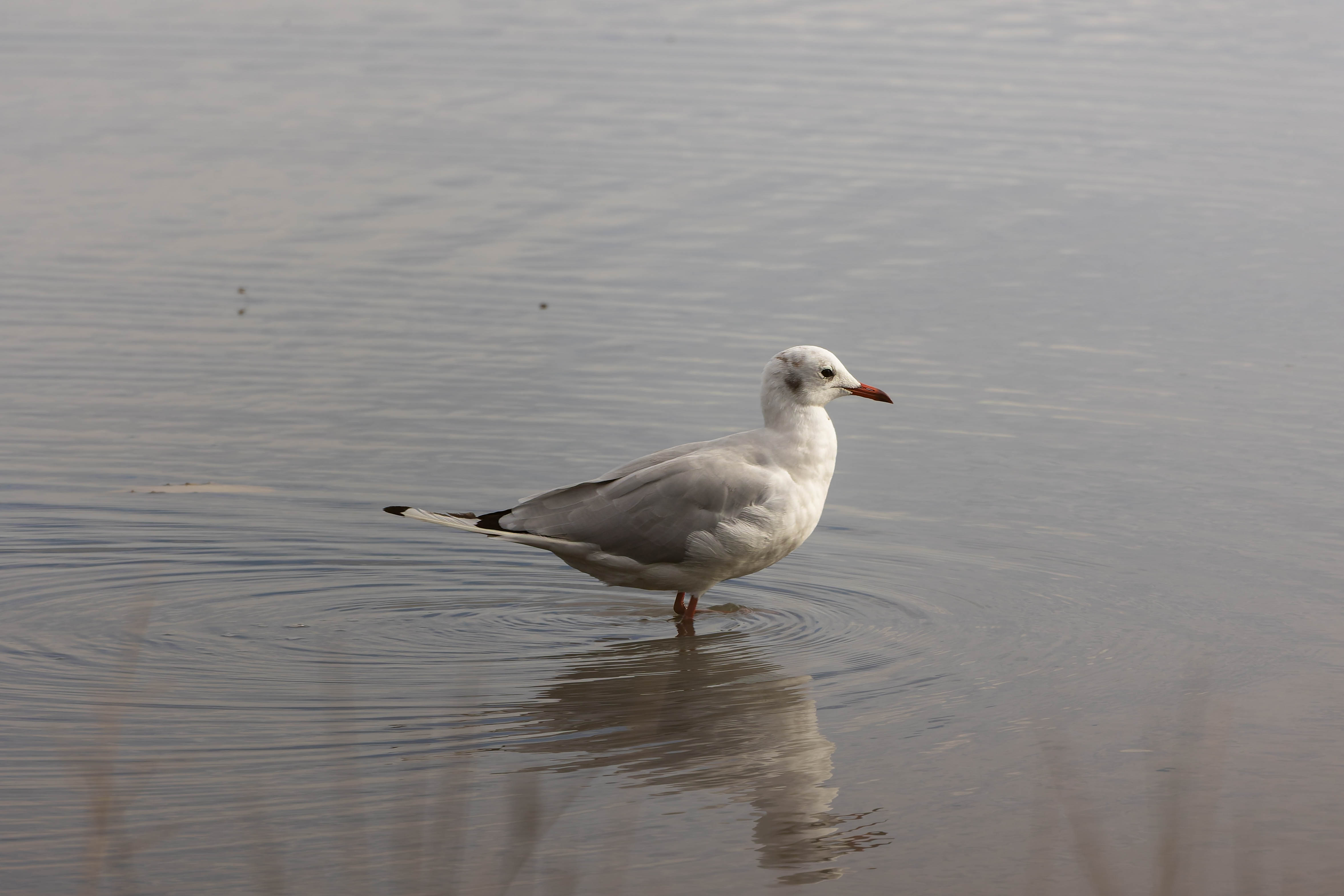 Mouette rieuse