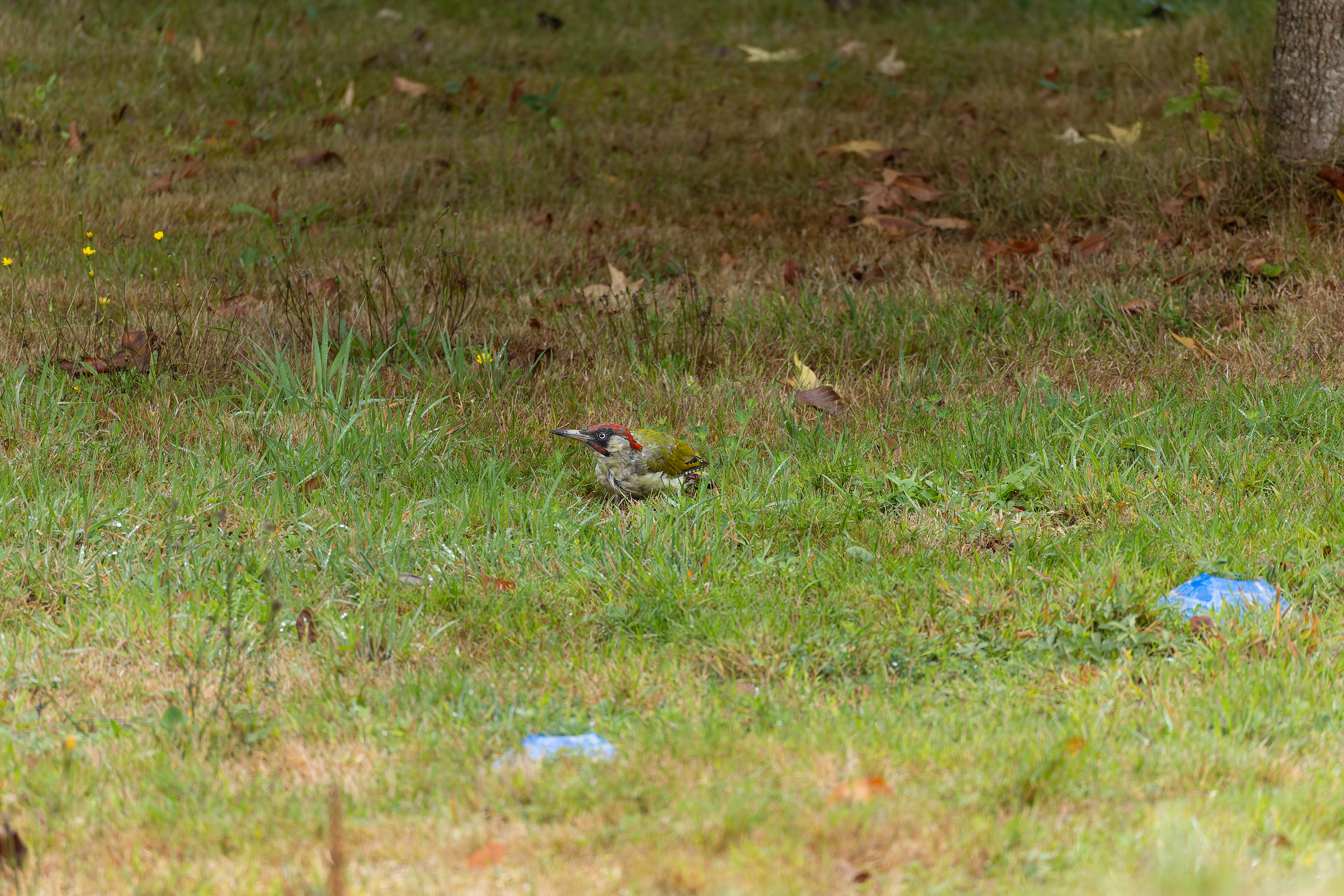 Pic vert