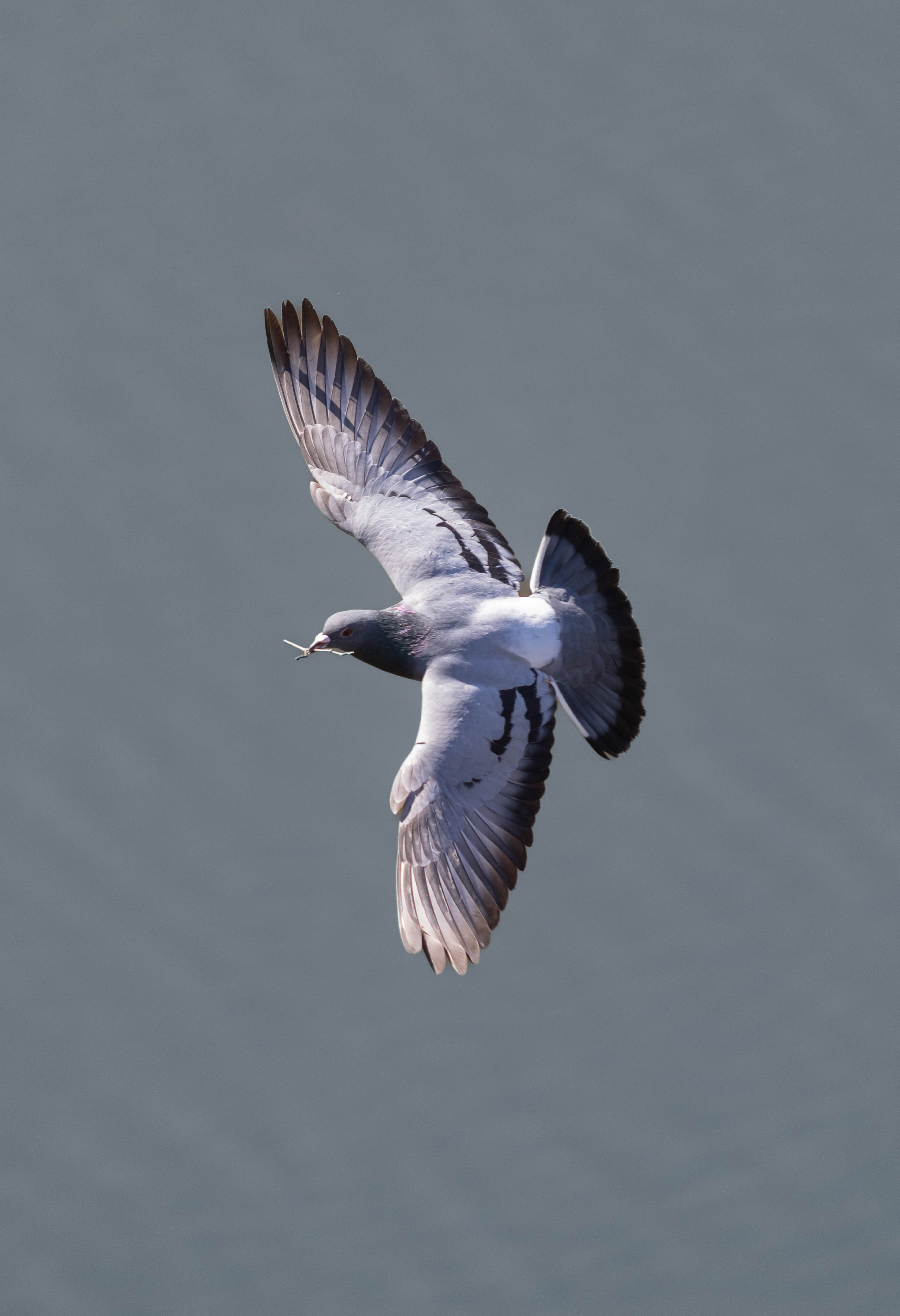 Pigeon biset