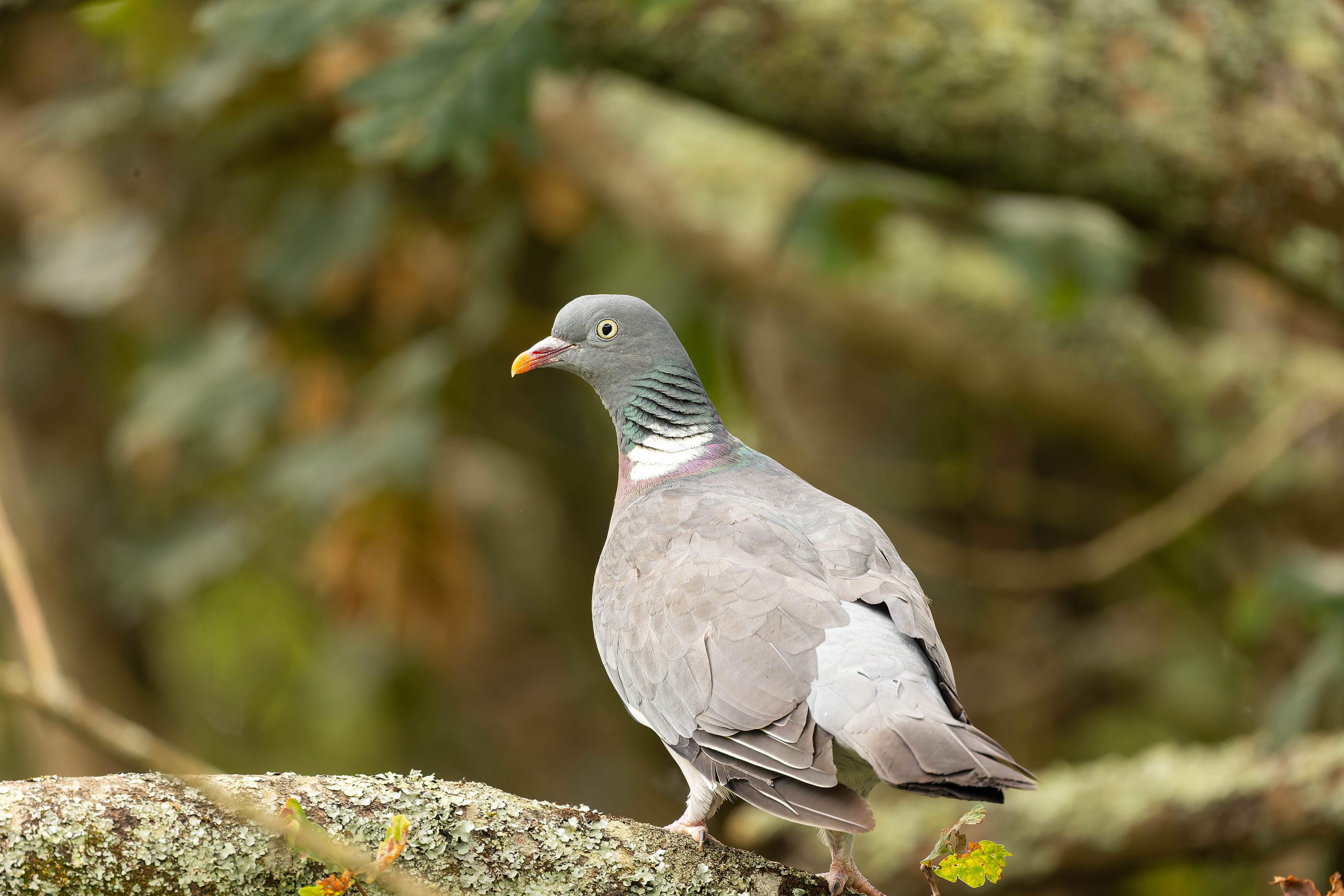 Pigeon ramier