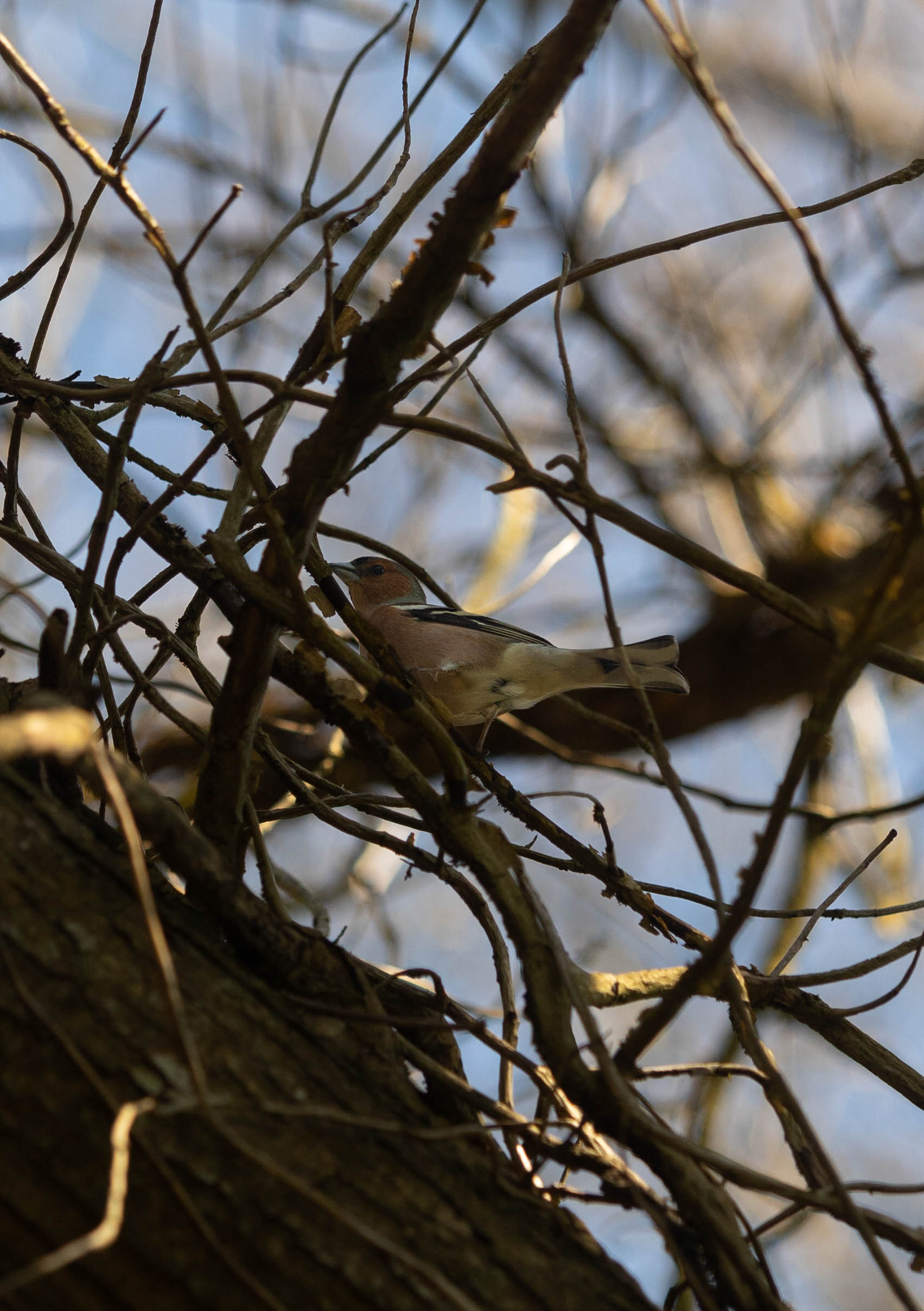 Pinson des arbres