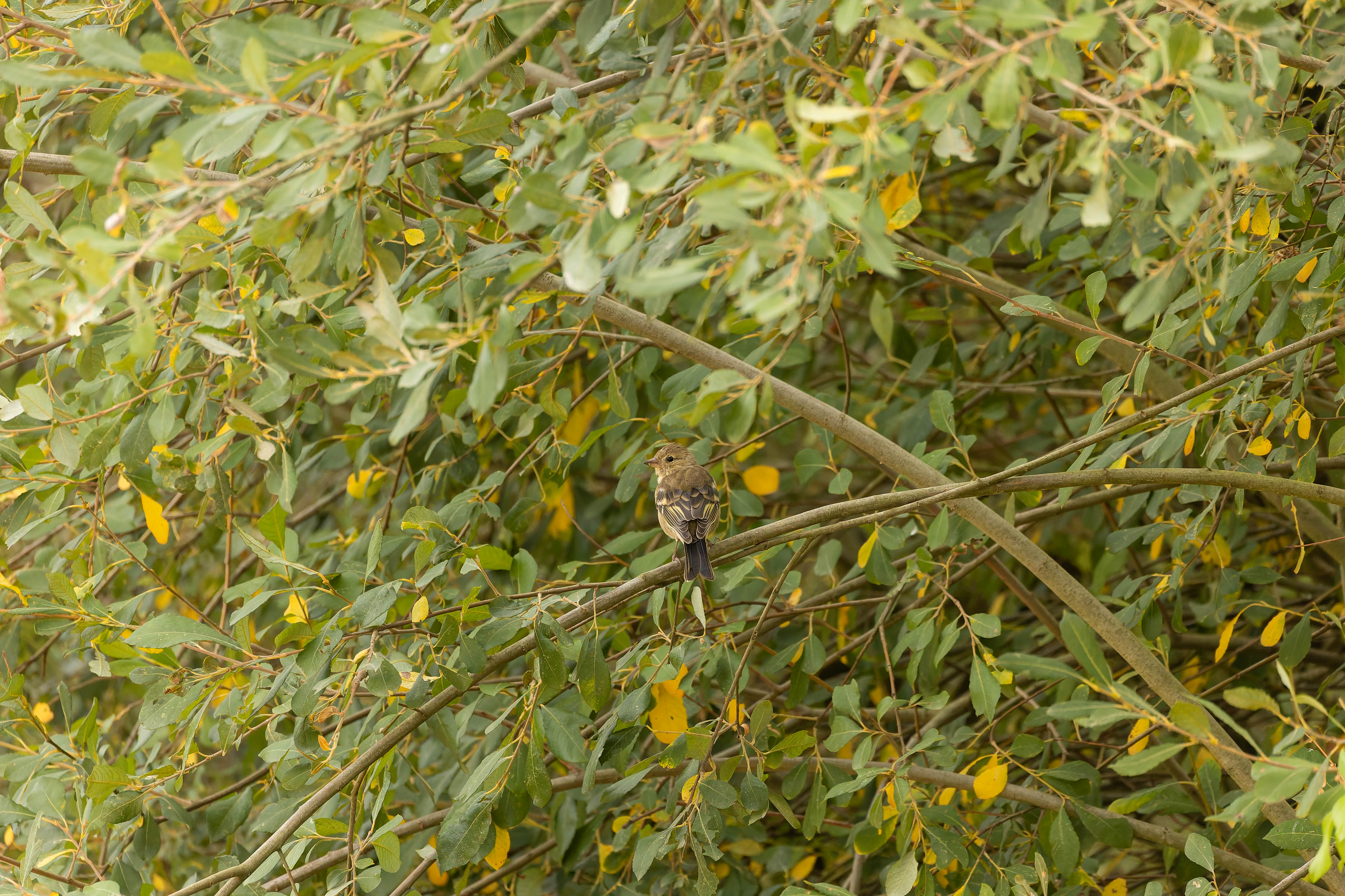 Pinson des arbres