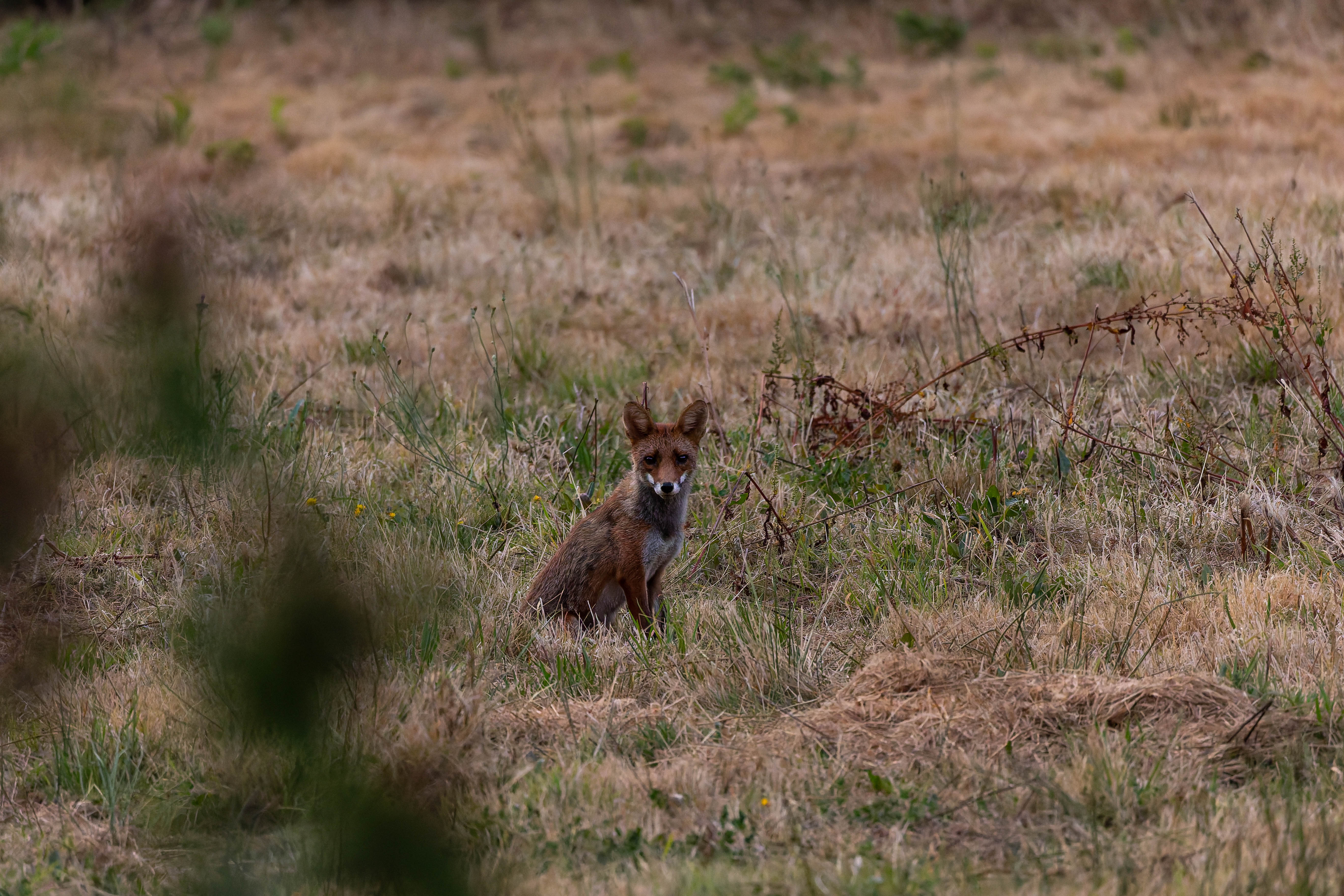 Renard roux