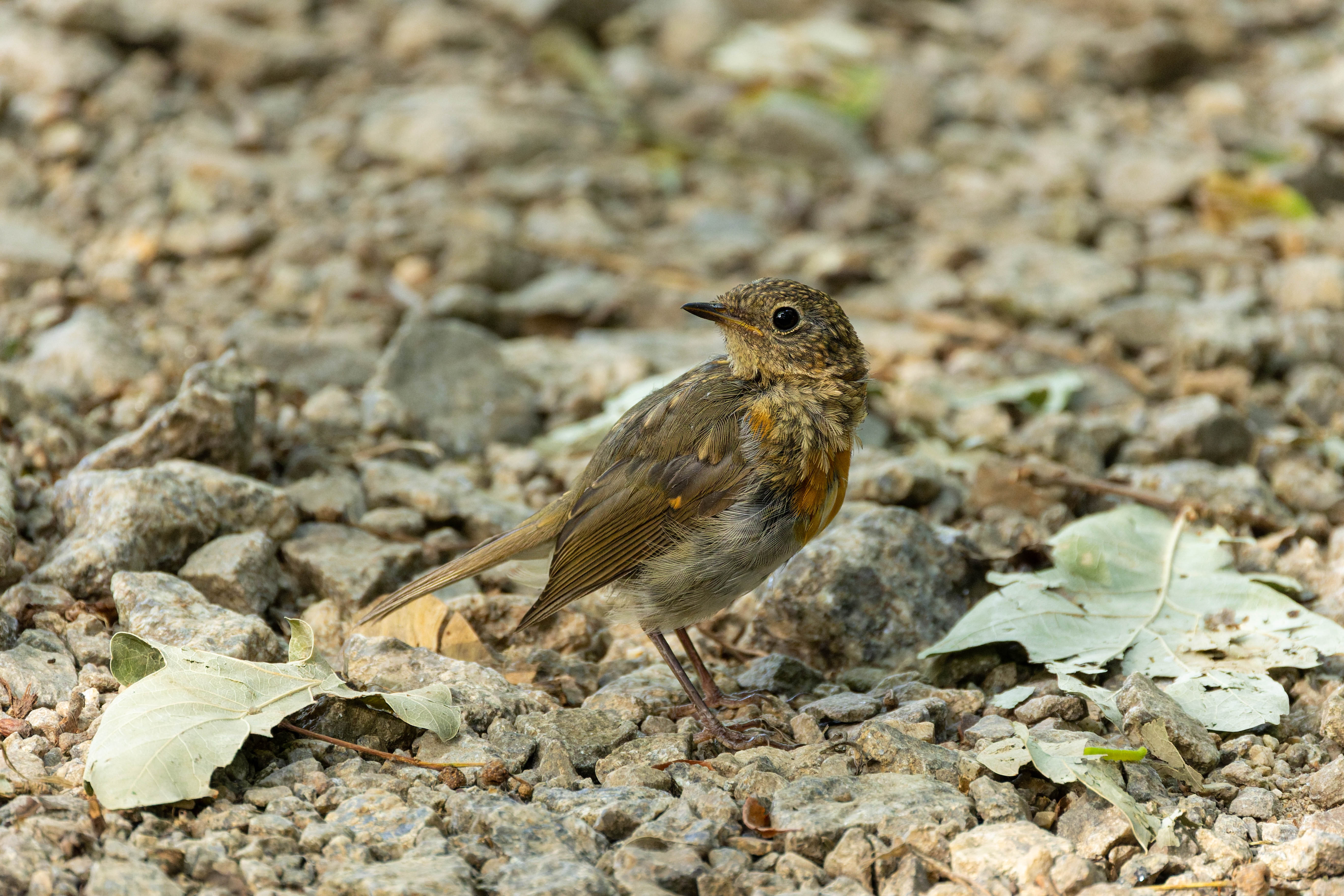 Rouge-gorge familier