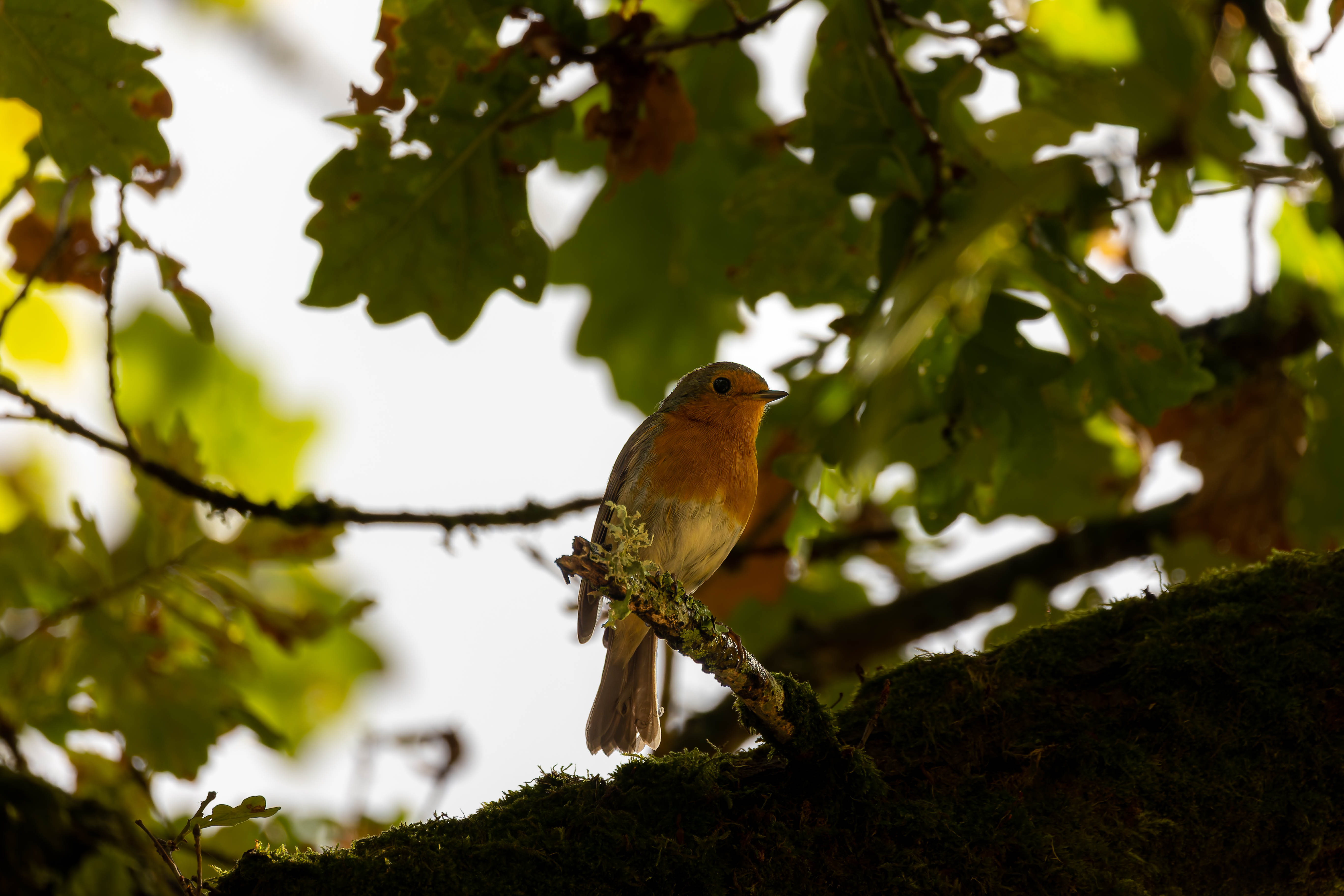 Rouge-gorge familier