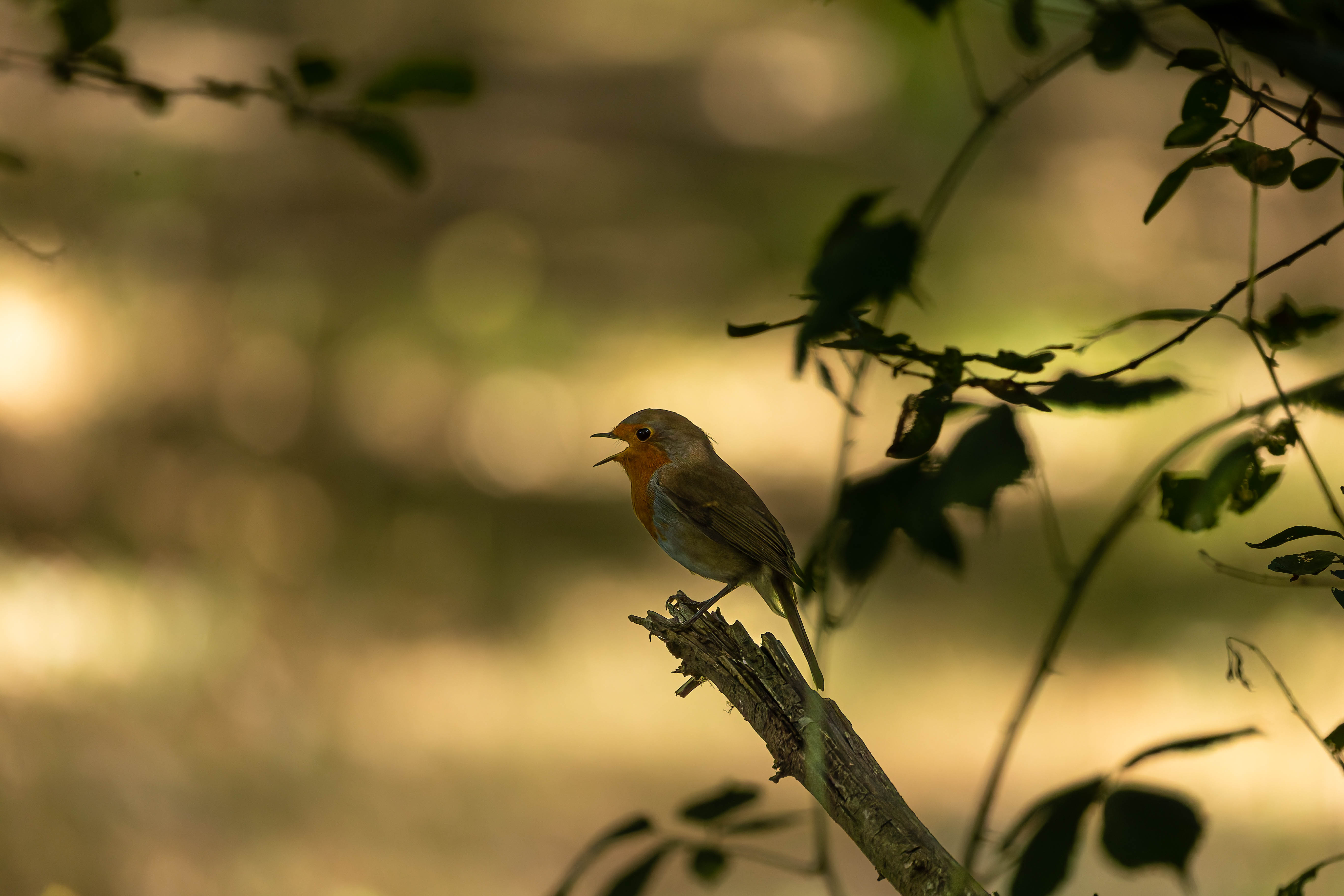 Rouge-gorge familier