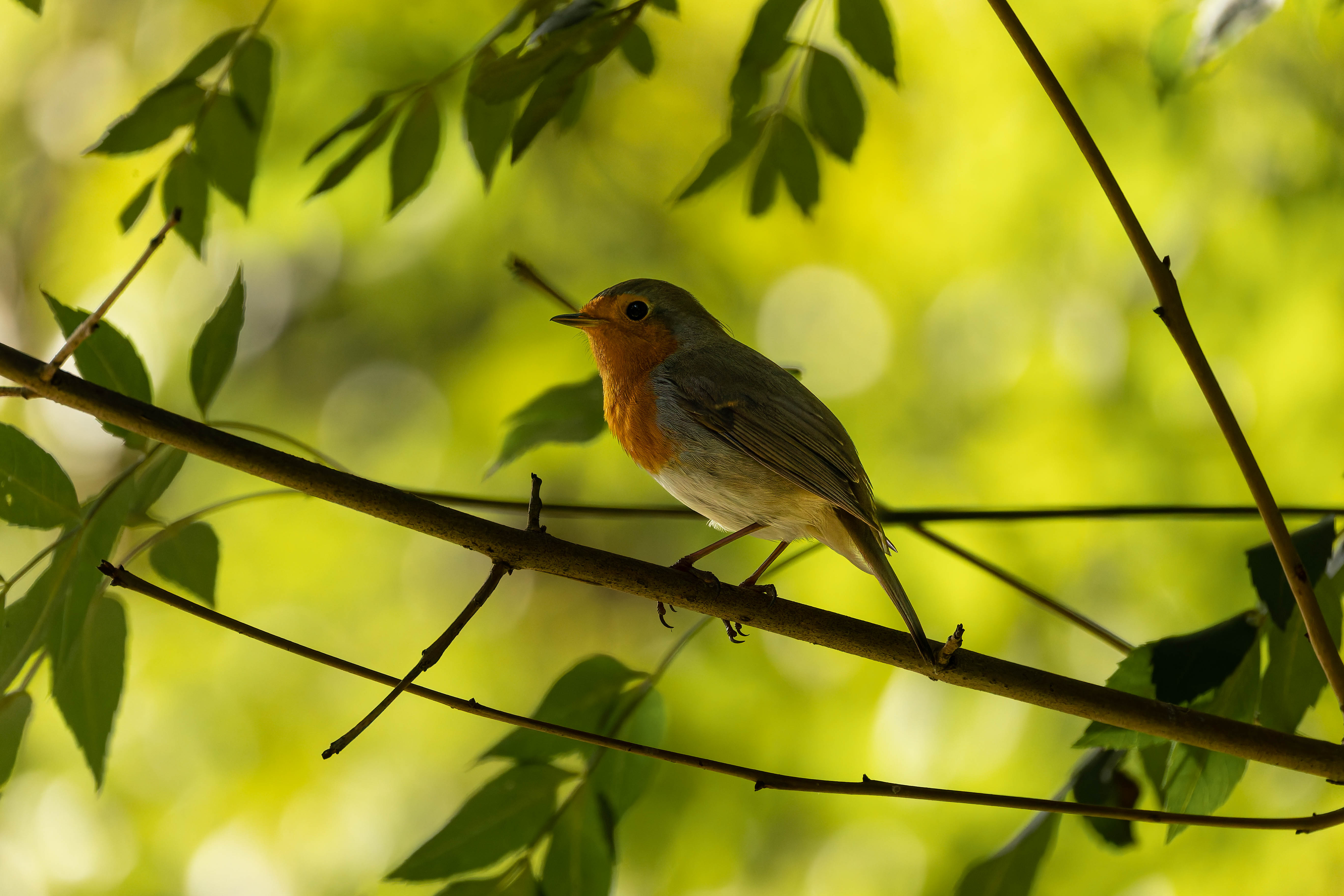 Rouge-gorge familier