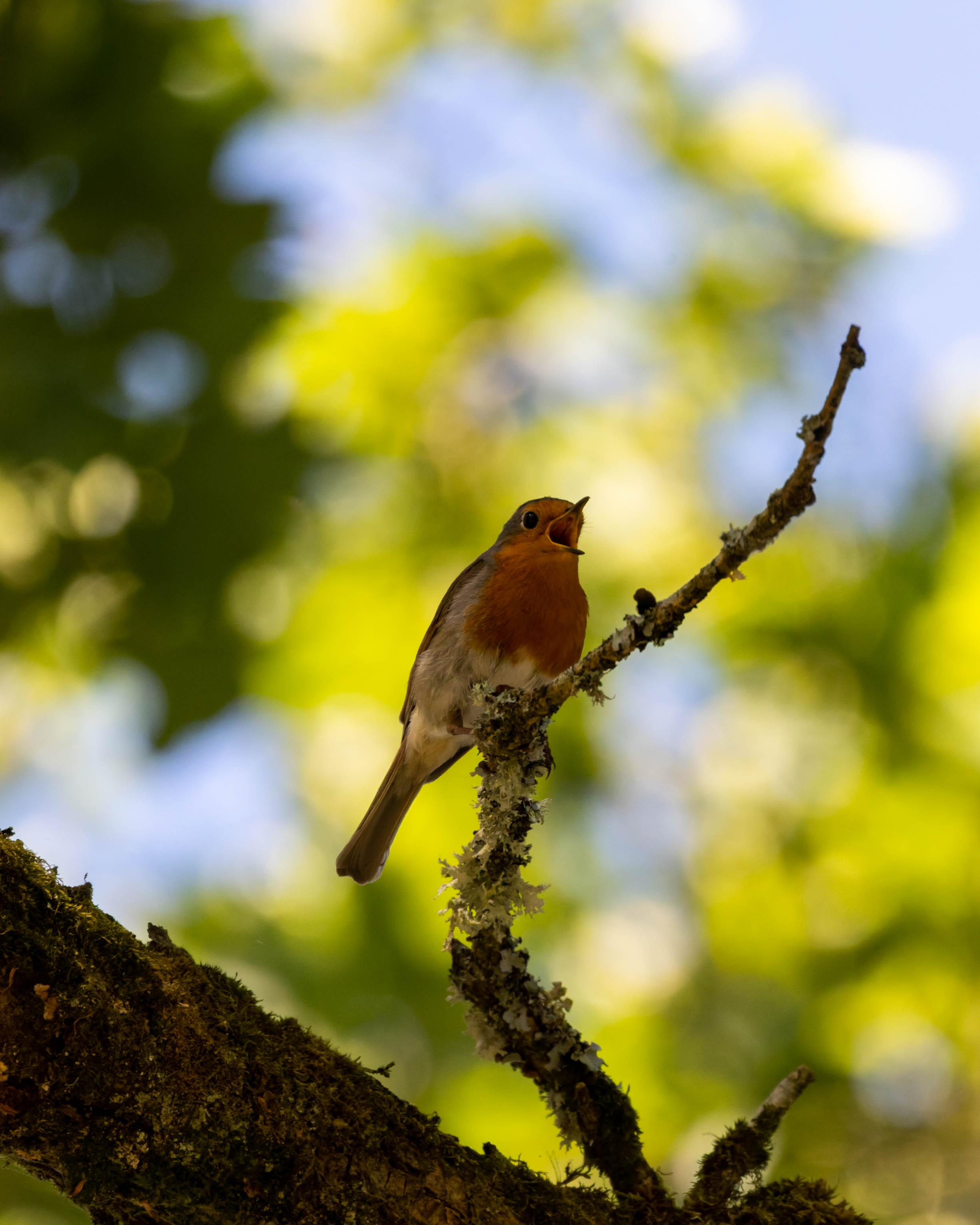 Rouge-gorge familier