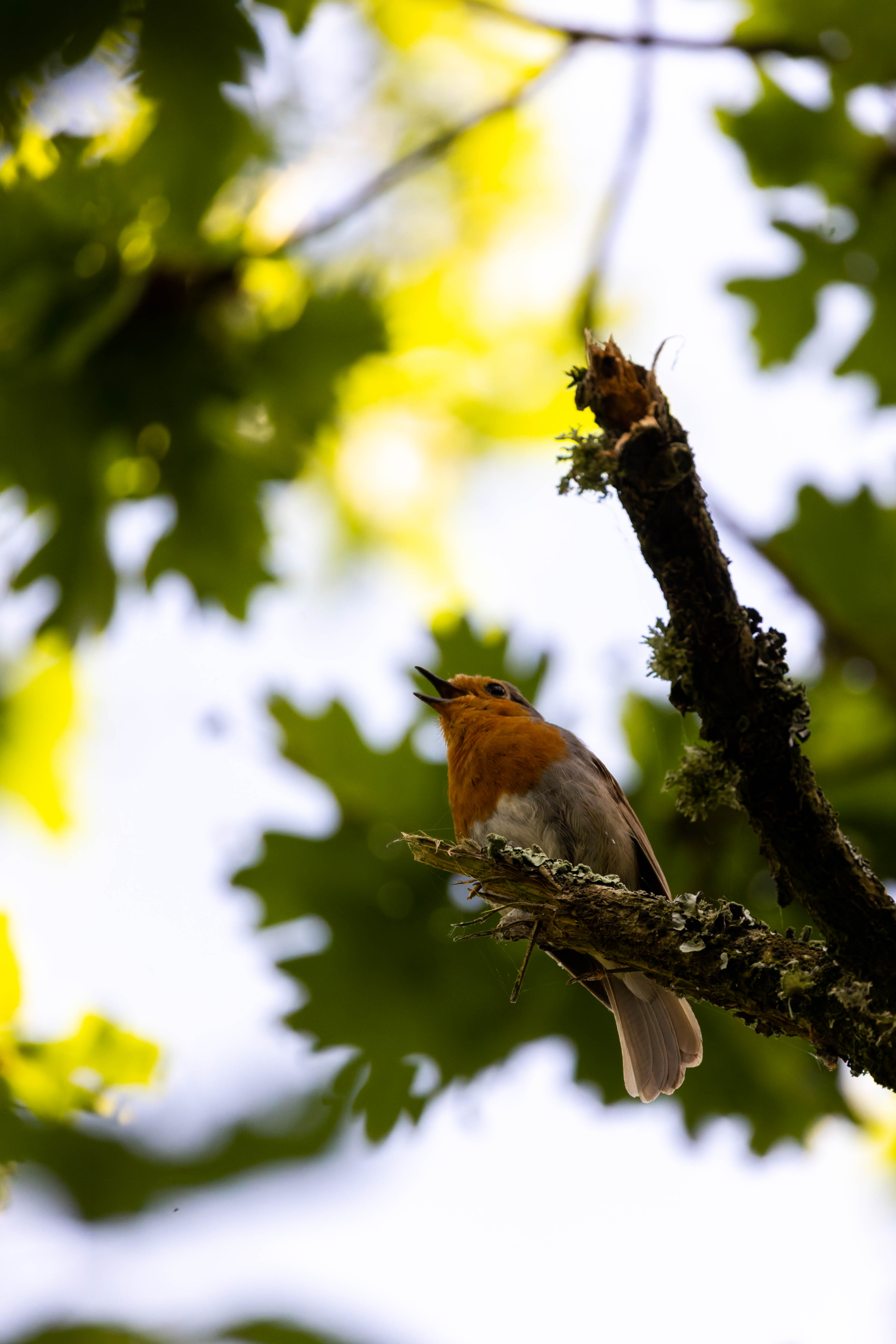 Rouge-gorge familier