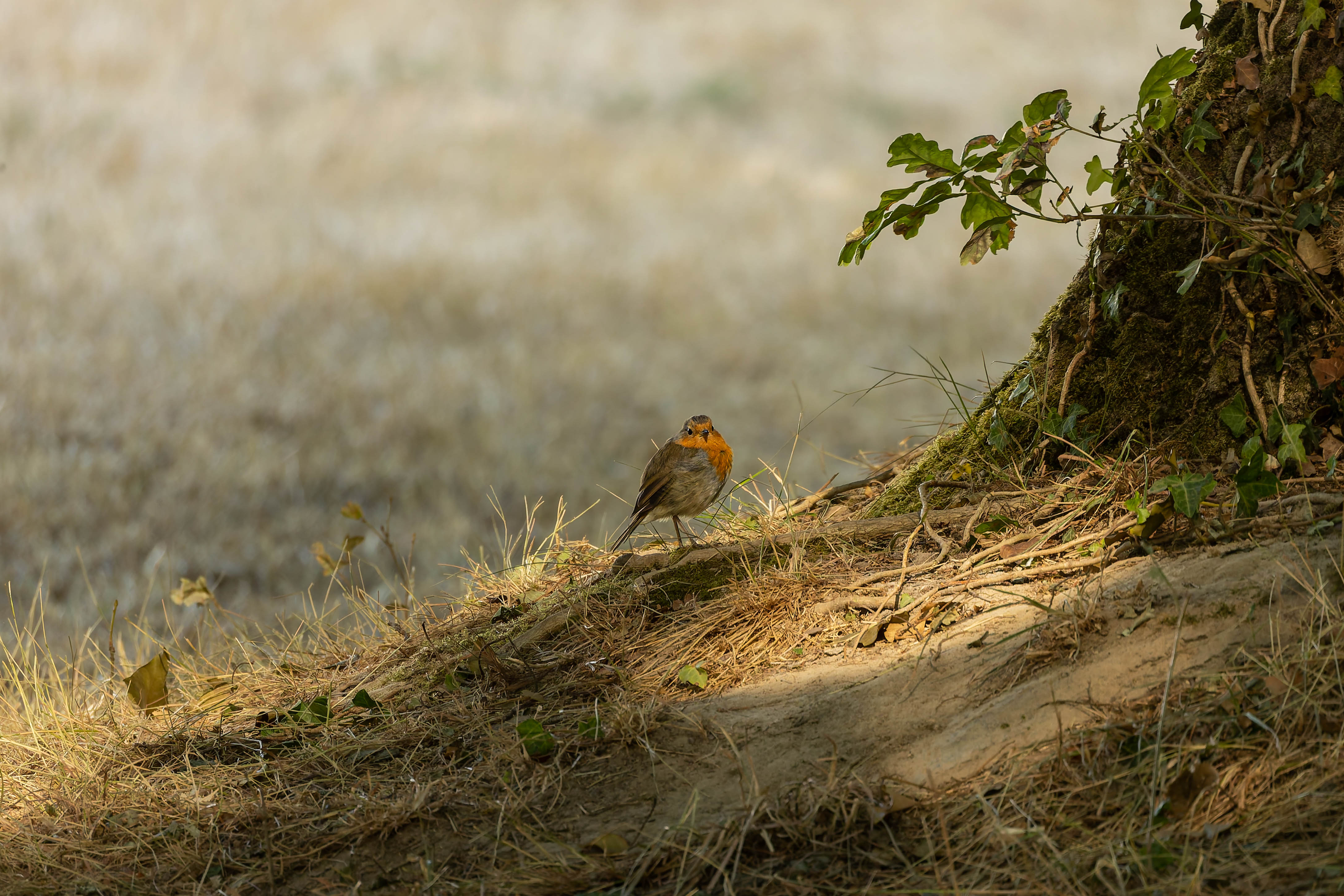 Rouge-gorge familier